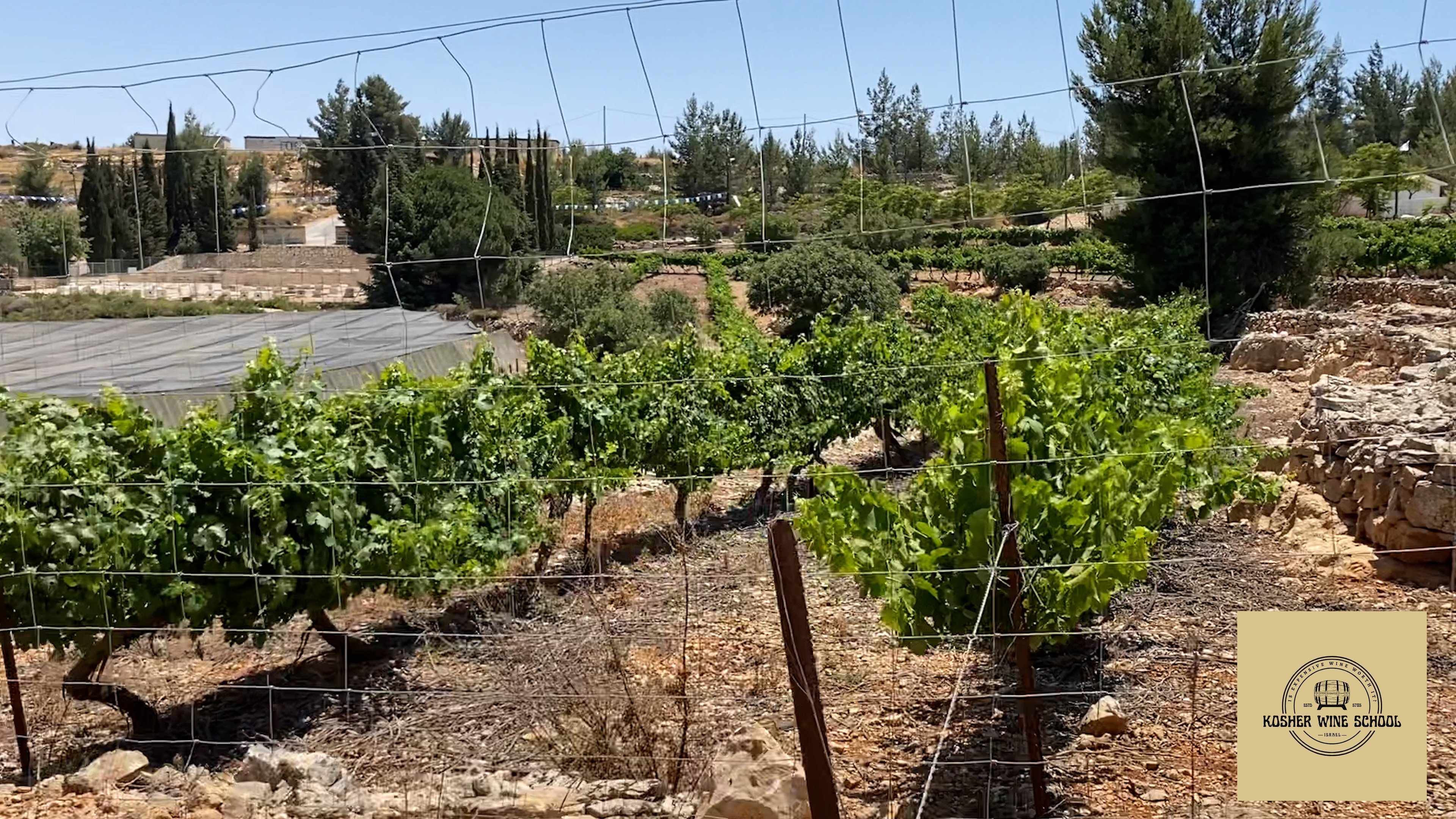 Vineyard in Shomron Region of Israel