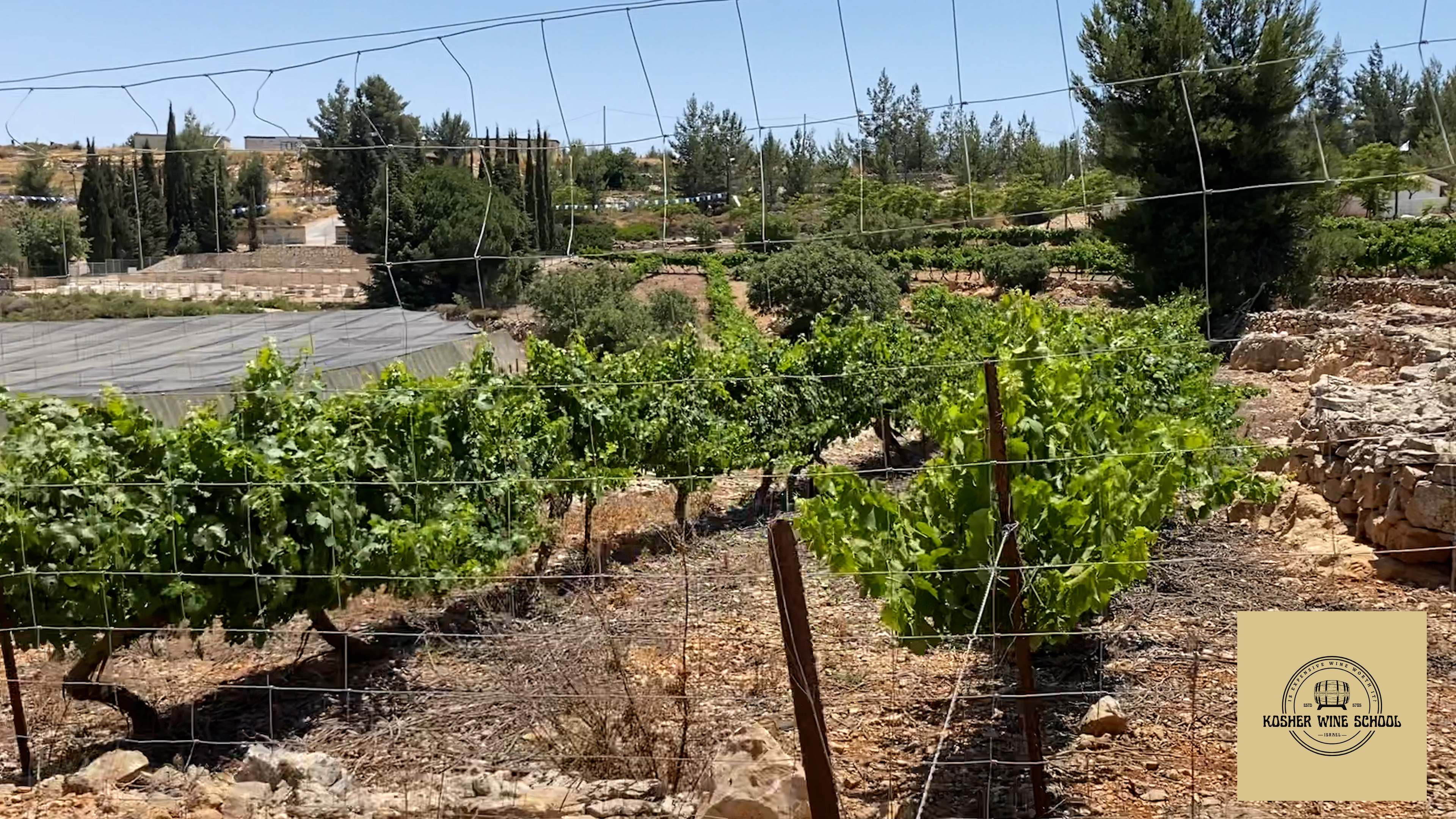 Vineyard in Shomron Region of Israel